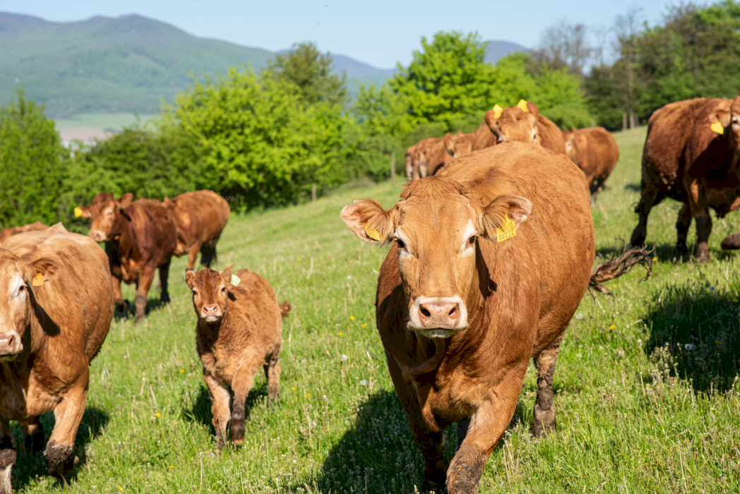 Nekonečný pokoj, ale aj drina. Aký je život na farme na východe Slovenska?